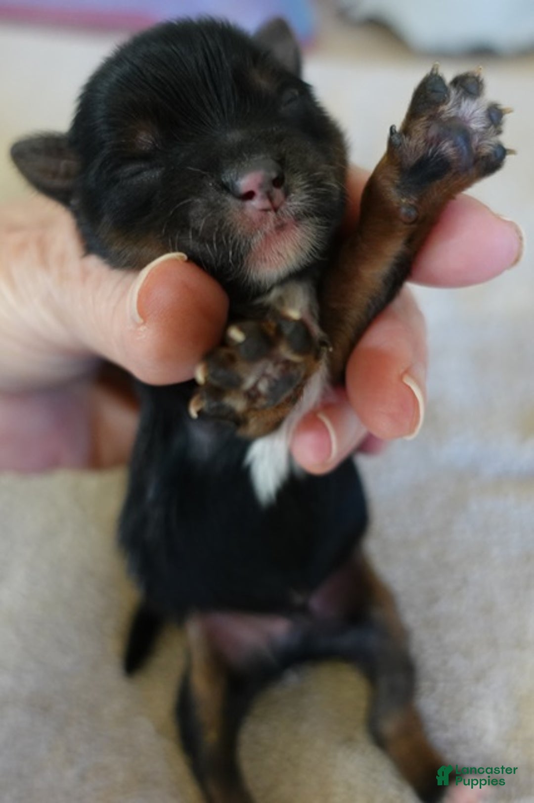 Yorkshire Terrier dogs for sale: Zephyr solid black face - Ad 9