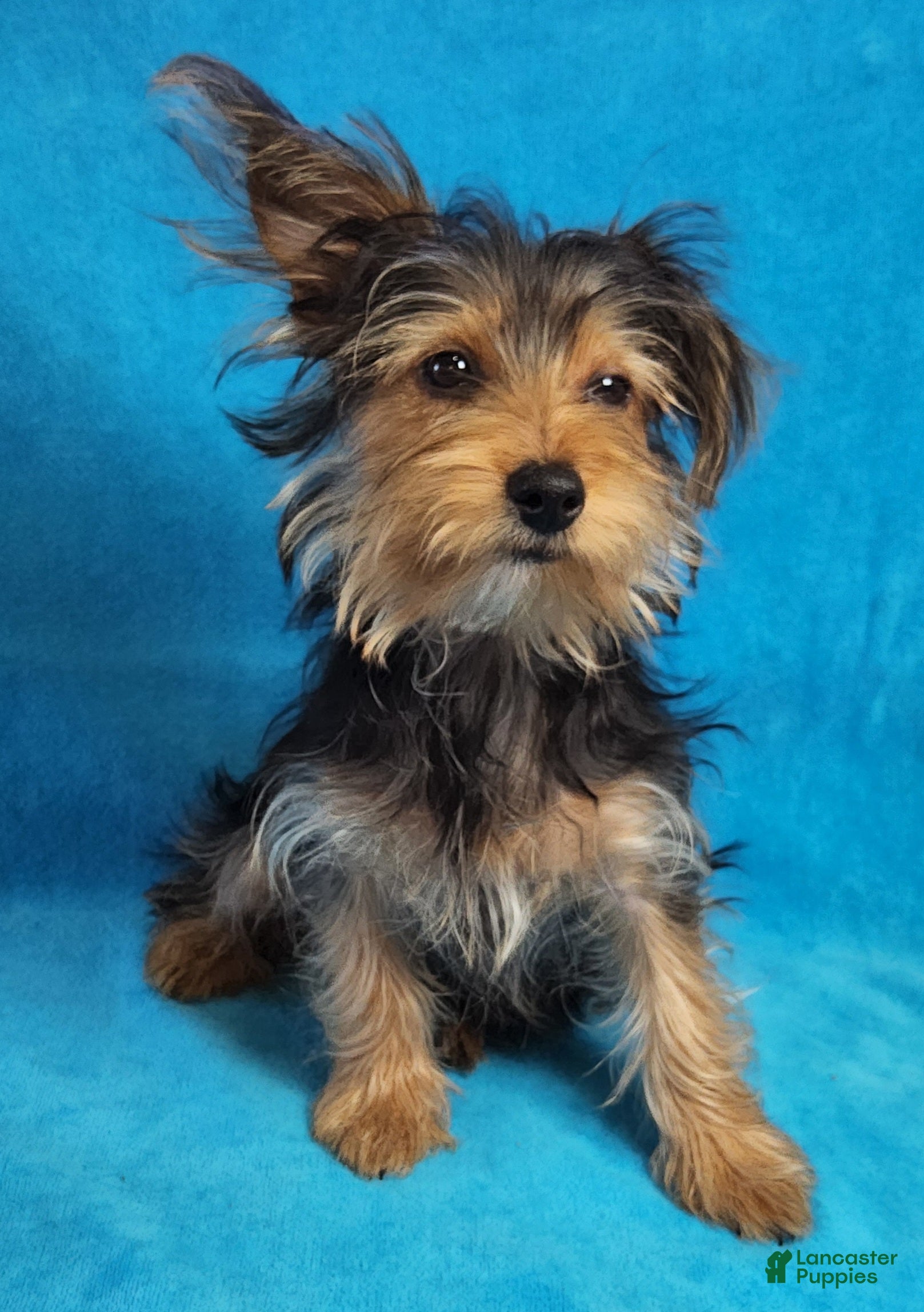 Yorkshire Terrier dogs Duramax Zidan - Ad 1