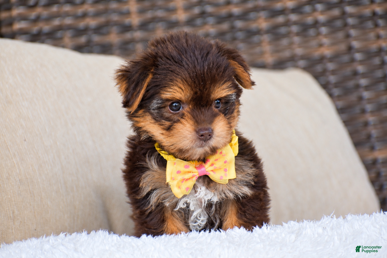 Yorkshire Terrier dogs Myra - Teacup - Ad 2