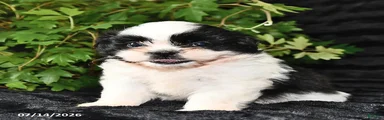 Dot 