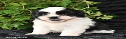Shih Tzu dogs for sale: Dot  - Ad 1
