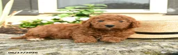 Mini Goldendoodle dogs for sale: Louie - Ad 4
