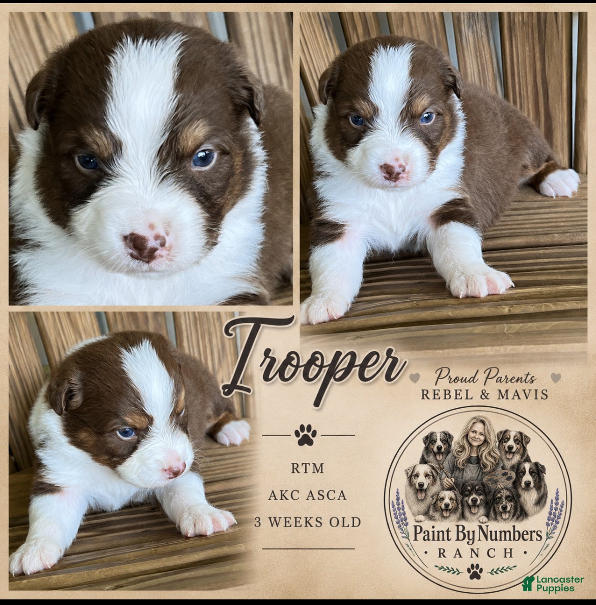 Australian Shepherd dogs Trooper - Ad 4