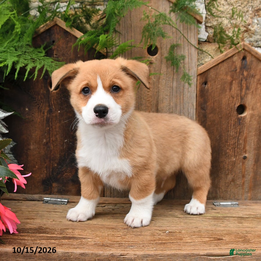 Mixed Breed dogs for sale: Bradley - Ad 1