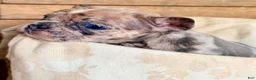 French Bulldog dogs for sale: French Bulldog 3 - Ad 3