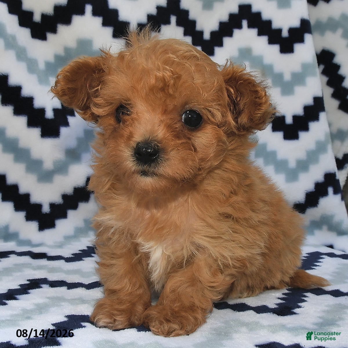 Maltipoo dogs Dora  - Ad 2