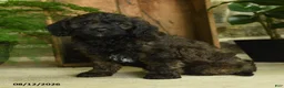 Cavapoo dogs for sale: Flint - Ad 3