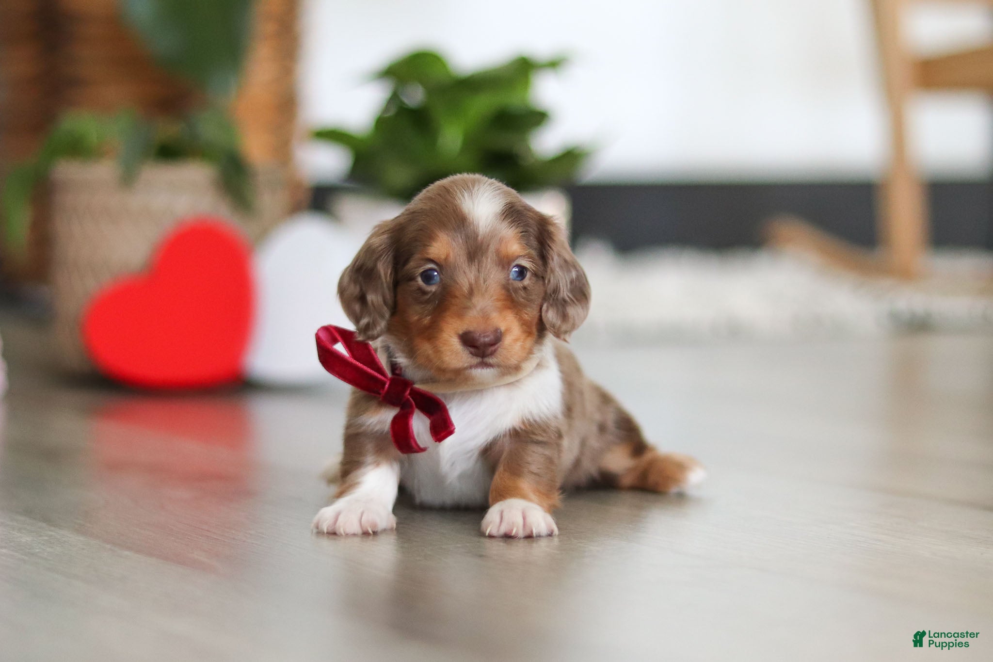 Dachshund dogs Jake - Ad 3