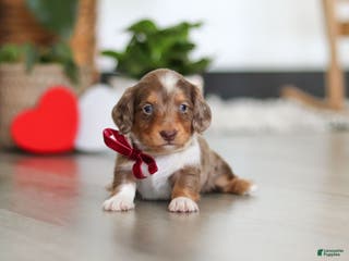 Dachshund dogs Jake - Ad 3
