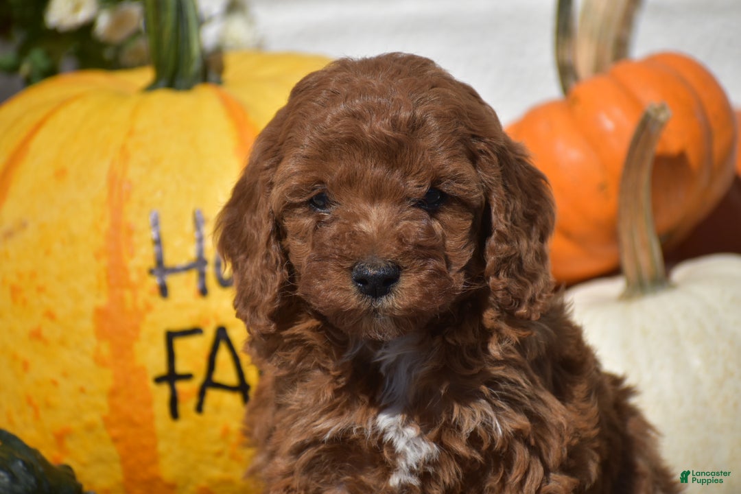 Toy Poodle dogs for sale: Taylor - Ad 9
