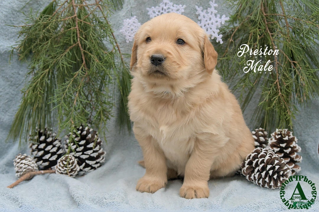 Golden Retriever dogs for sale: Preston - Ad 4