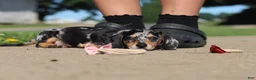 Miniature Dachshund dogs for sale: Barney - Ad 12