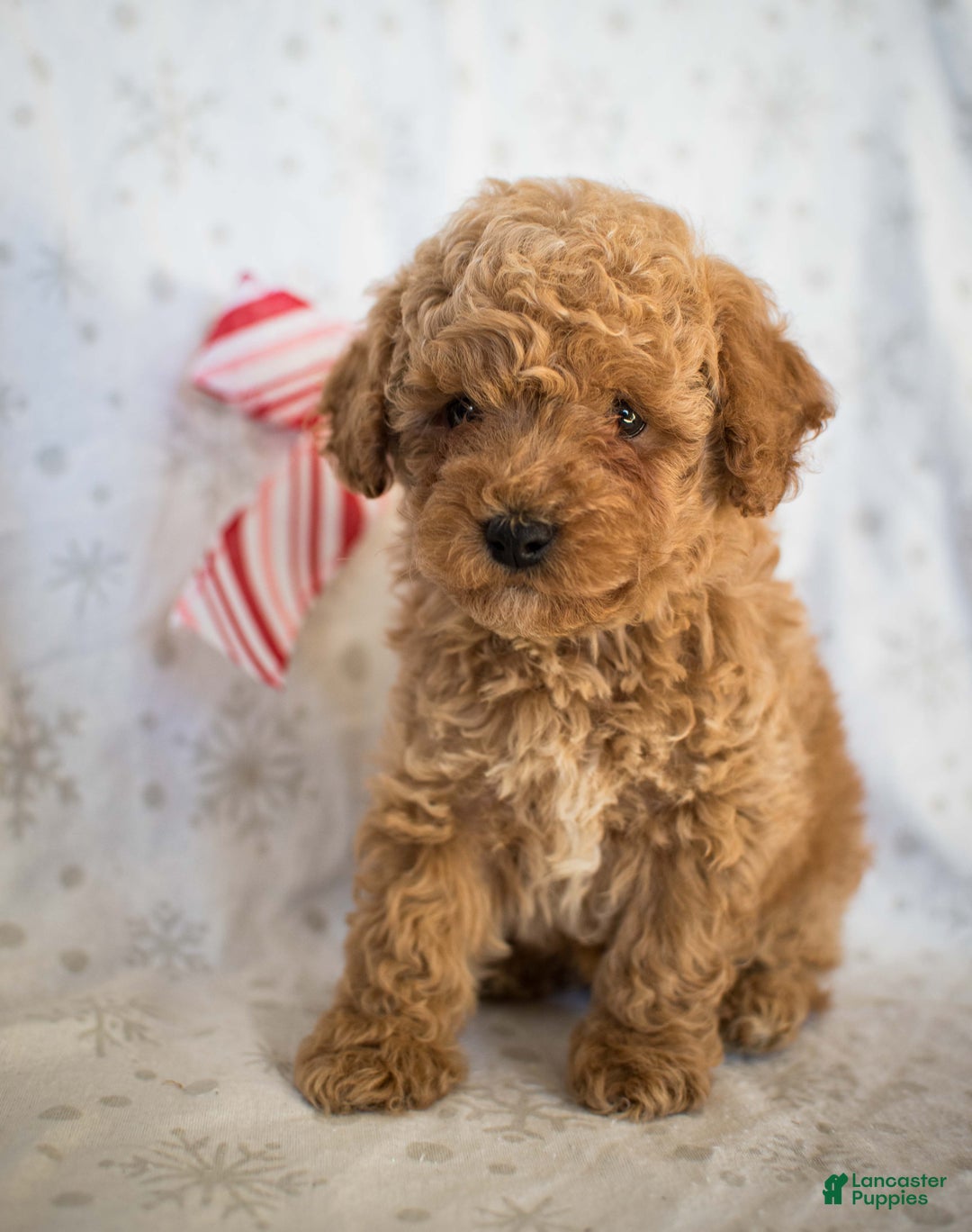 Miniature Poodle dogs for sale: Marley - Ad 4