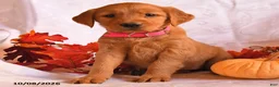Golden Retriever dogs for sale: Babe - Ad 2