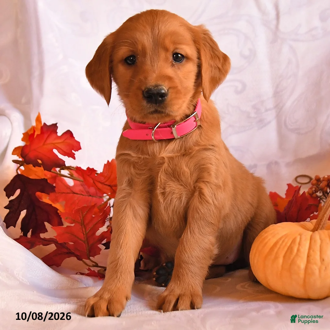 Golden Retriever dogs for sale: Babe - Ad 2