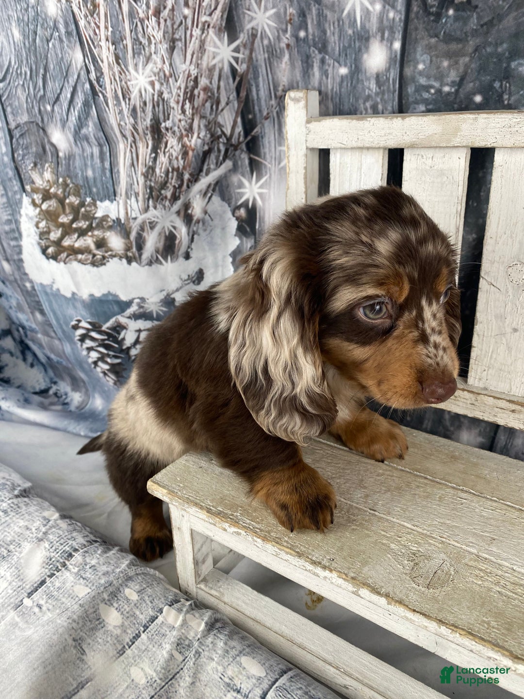 Miniature Dachshund dogs for sale: Bandit - Ad 9