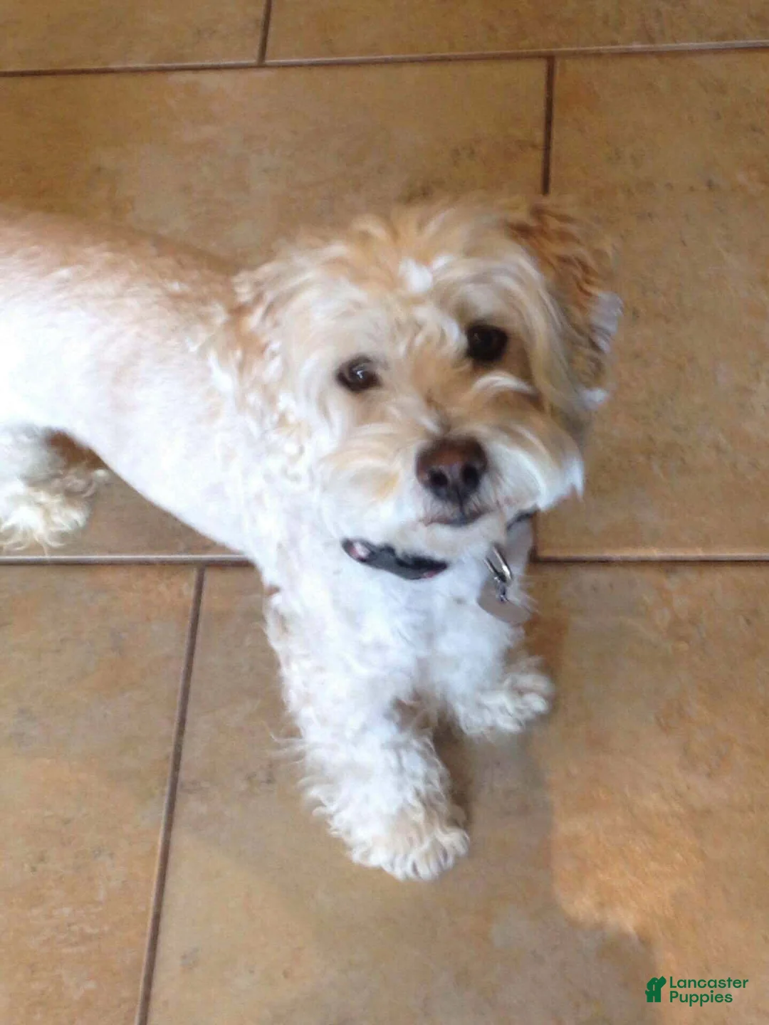 Maltipoo dogs for sale: Maltipoo 1 - Ad 4