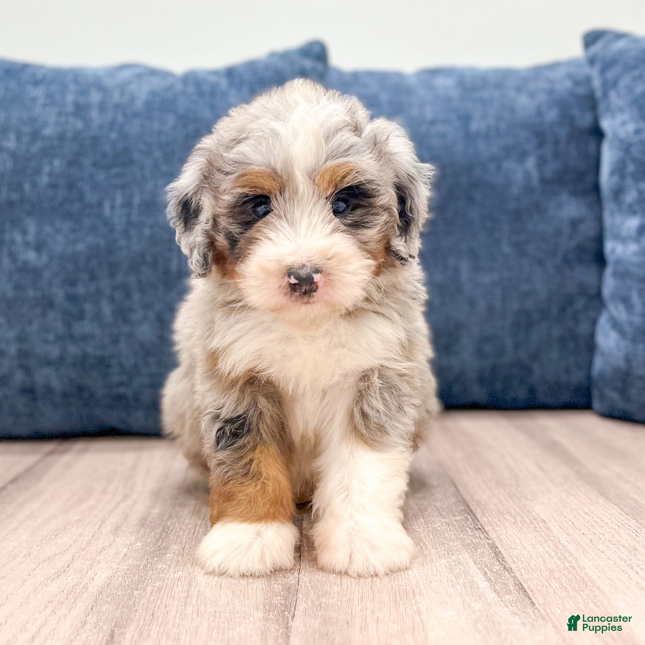 Mini Bernedoodle dogs Bruno - Ad 1