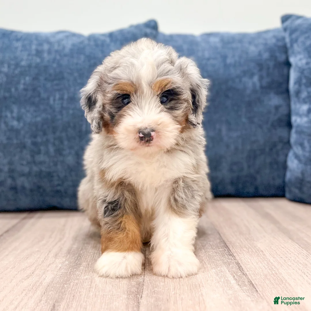 Mini Bernedoodle dogs for sale: Bruno - Ad 1