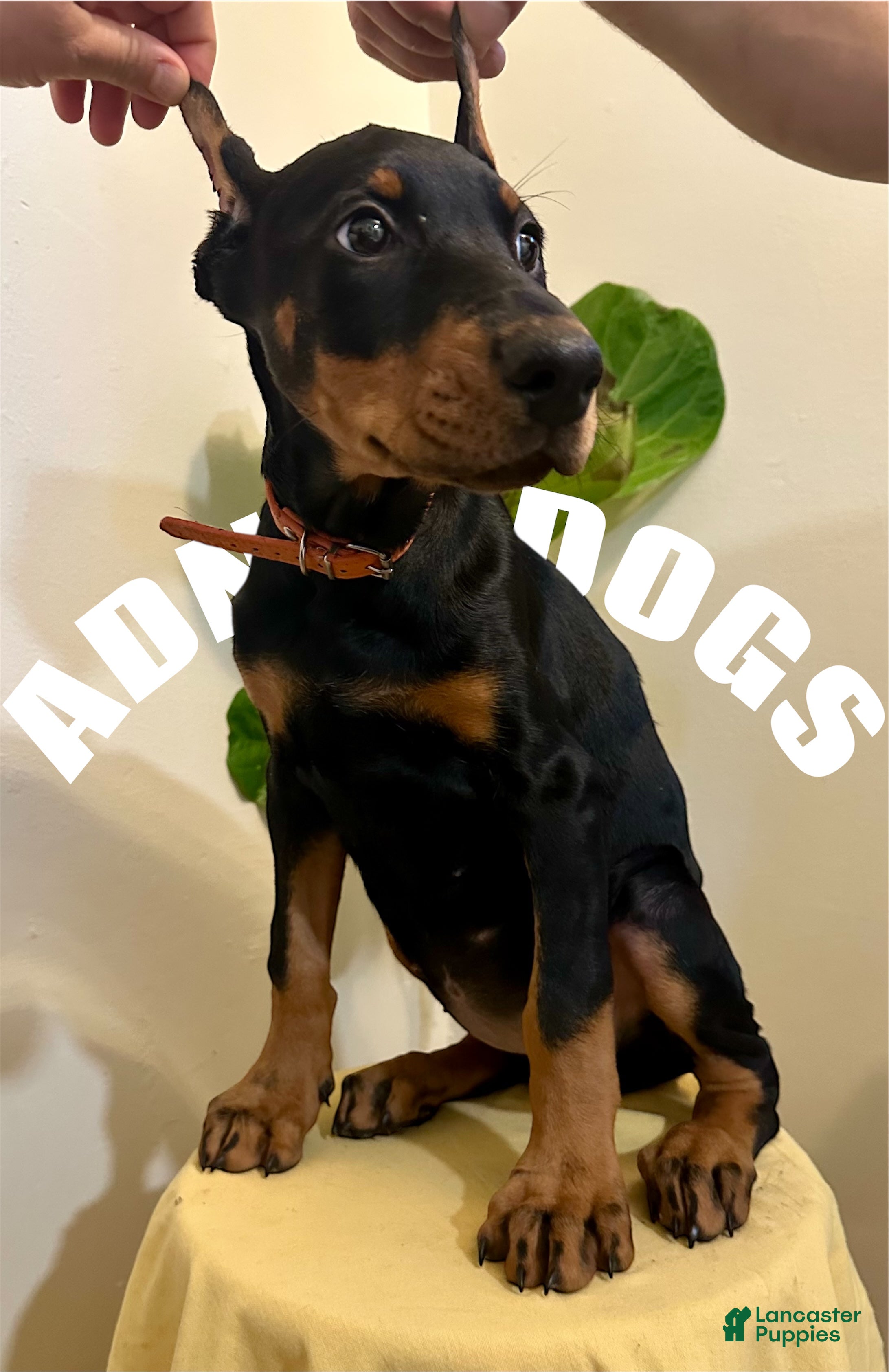 Doberman Pinscher dogs Doberman Pinscher female cropped  - Ad 35