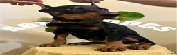 Doberman Pinscher dogs for sale: Doberman Pinscher female cropped  - Ad 1