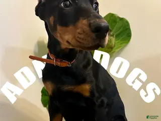 Doberman Pinscher dogs Doberman Pinscher female cropped - Ad 35