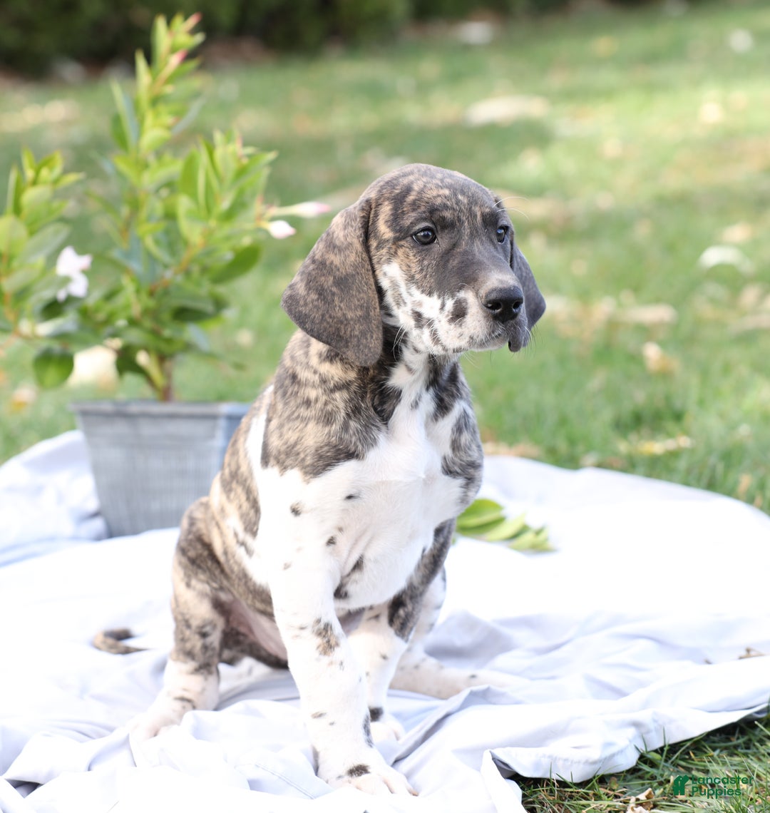 Great Dane dogs for sale: Bambi - Ad 2