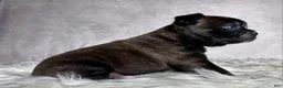 Mixed Breed dogs for sale: Mr Frankie  - Ad 3