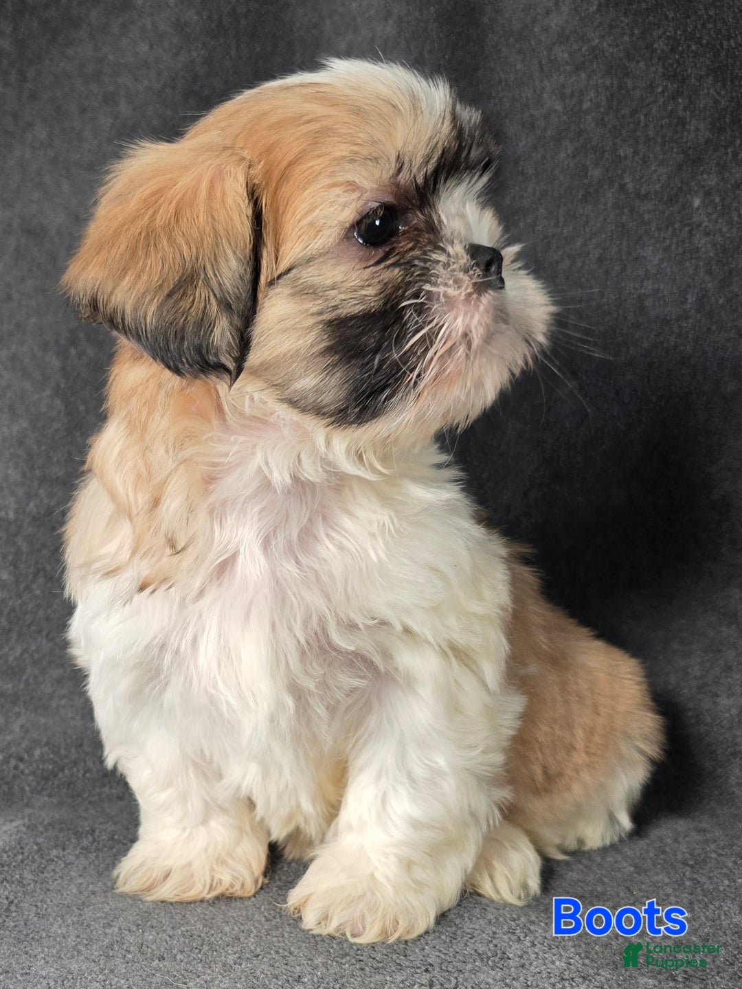 Shih Tzu dogs for sale: Boots - Ad 3