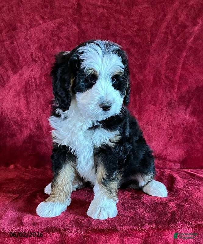 Mini Bernedoodle dogs for sale: King - Ad 4