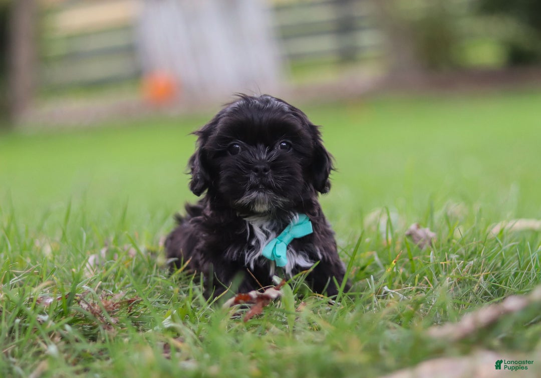 Shih Tzu dogs for sale: Charlie - Ad 5