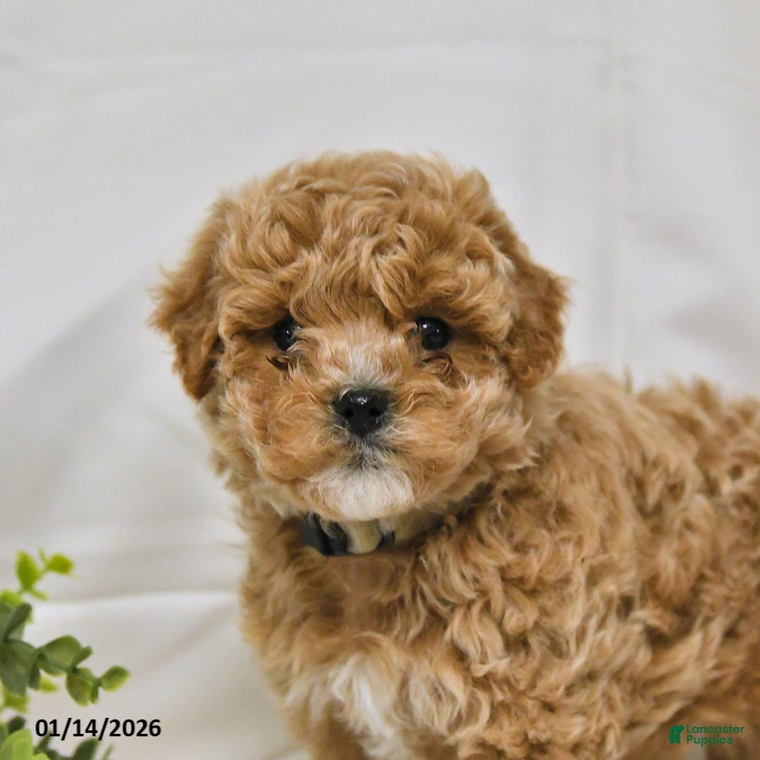 Bichpoo dogs for sale: Sandy - Ad 2