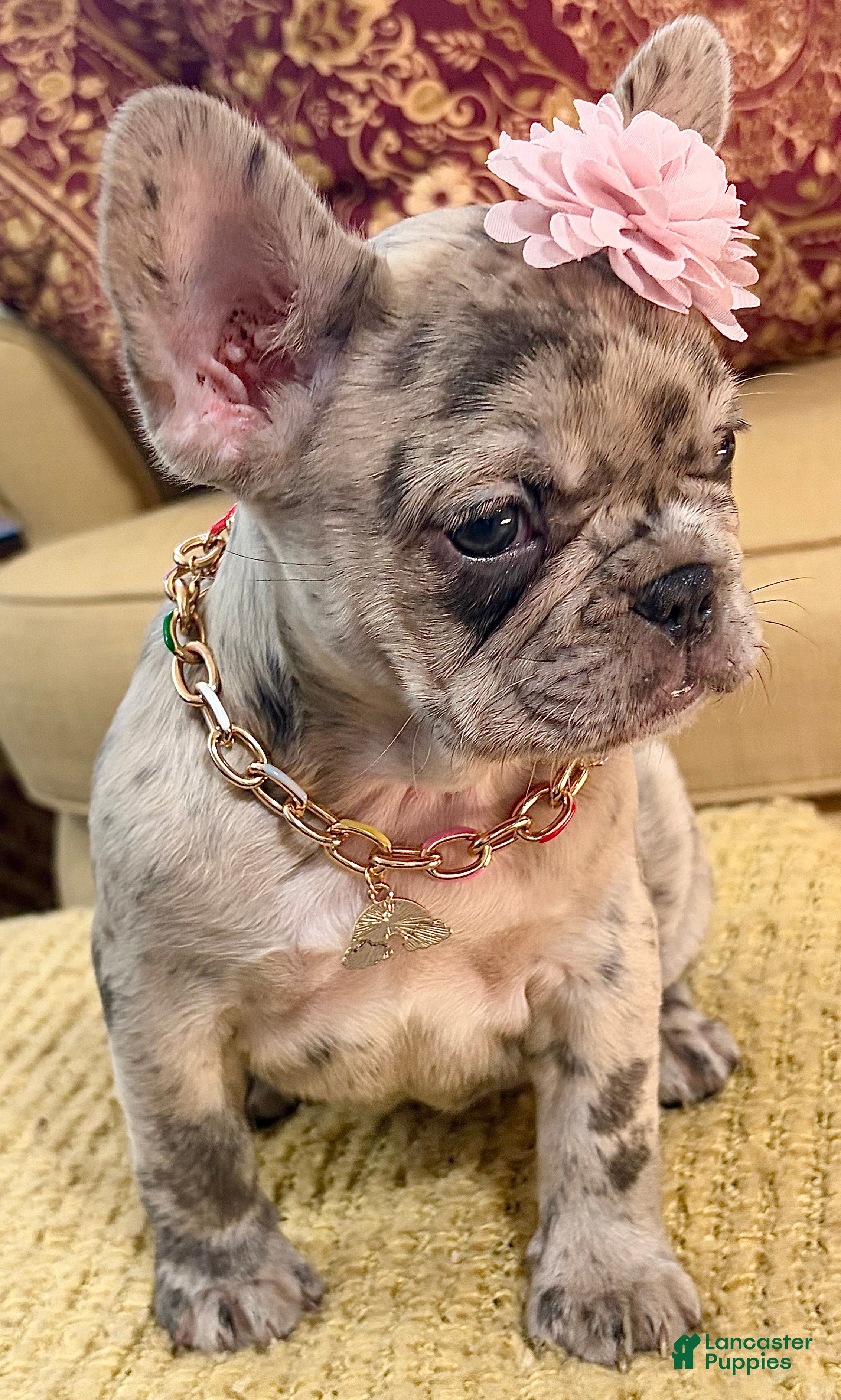French Bulldog dogs Freeza  - Ad 2