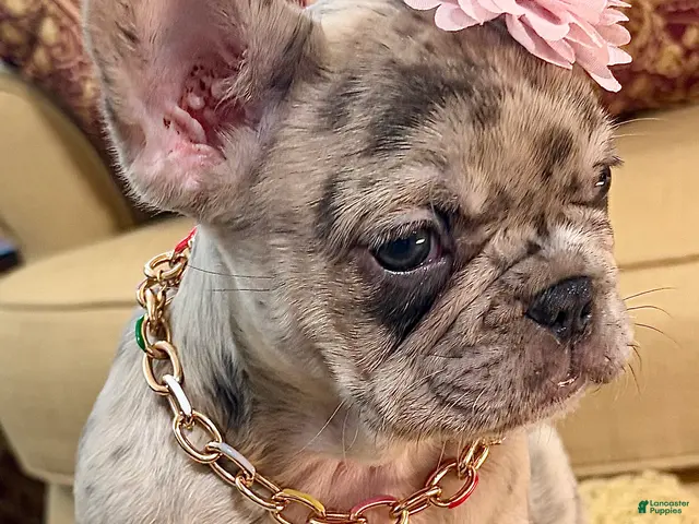 French Bulldog dogs for sale: Freeza - Ad 2