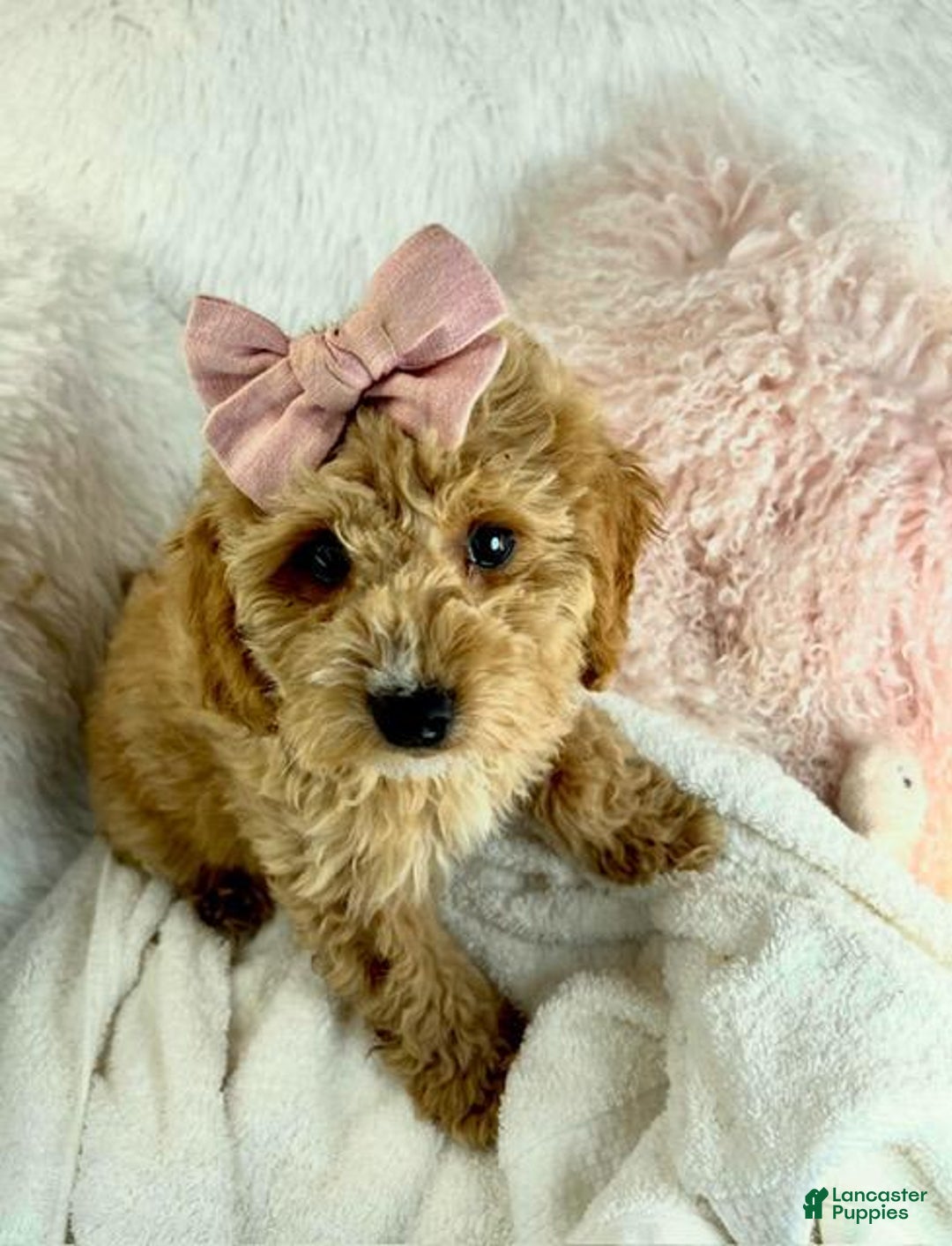 Mini Goldendoodle dogs for sale: Mini Goldendoodle Puppy 1 - Ad 2