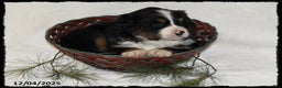 Bernese Mountain Dog dogs for sale: Alexa - Ad 3