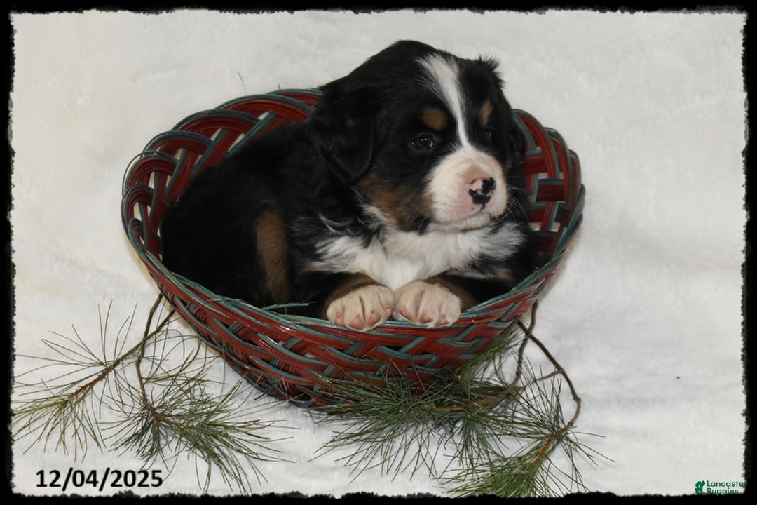 Bernese Mountain Dog dogs for sale: Alexa - Ad 3
