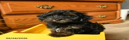 Havapoo dogs for sale: Button - Ad 14