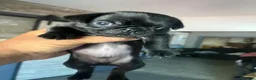 Pug dogs for sale: Pug 2 - Ad 3