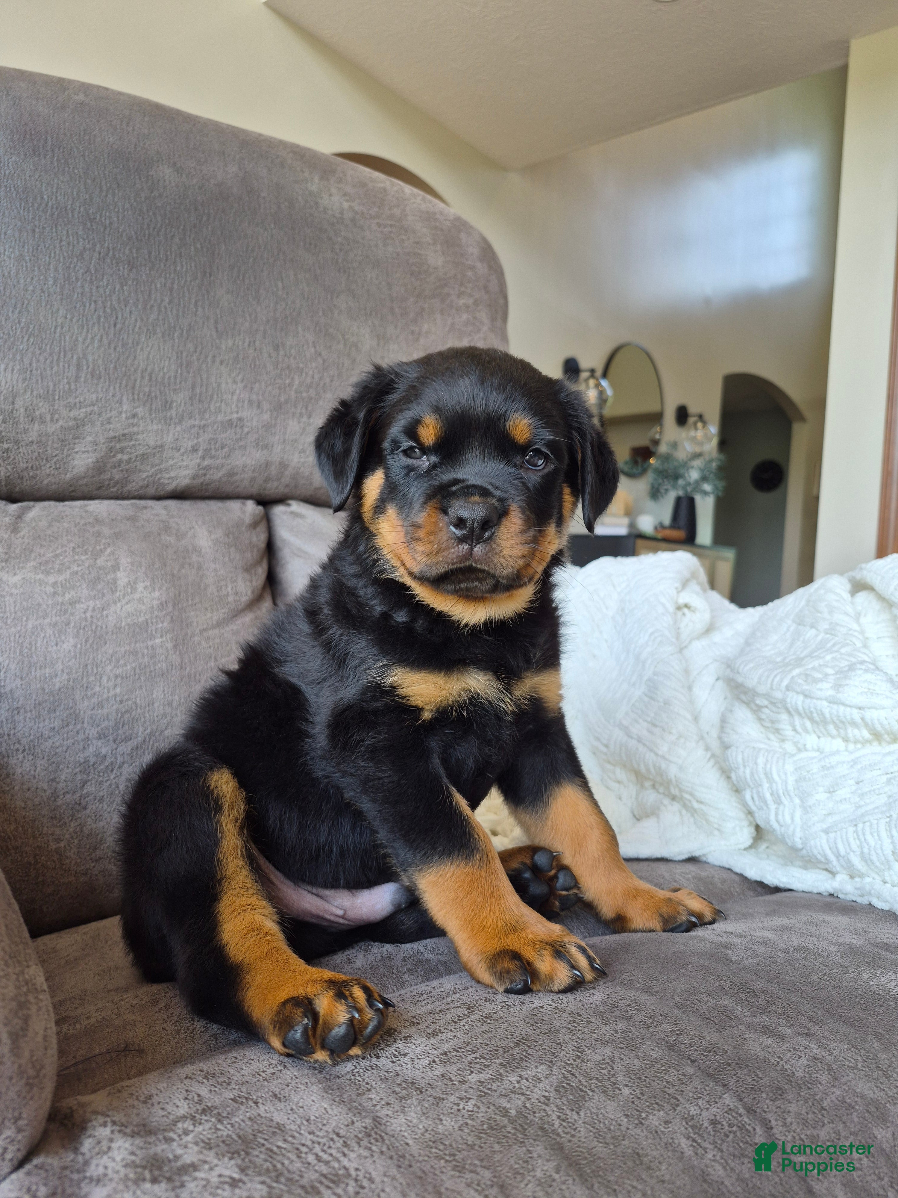 Rottweiler dogs Zeke - Ad 1