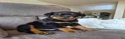 Rottweiler dogs for sale: Zeke - Ad 1