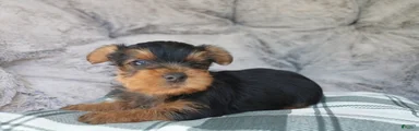 Macey 