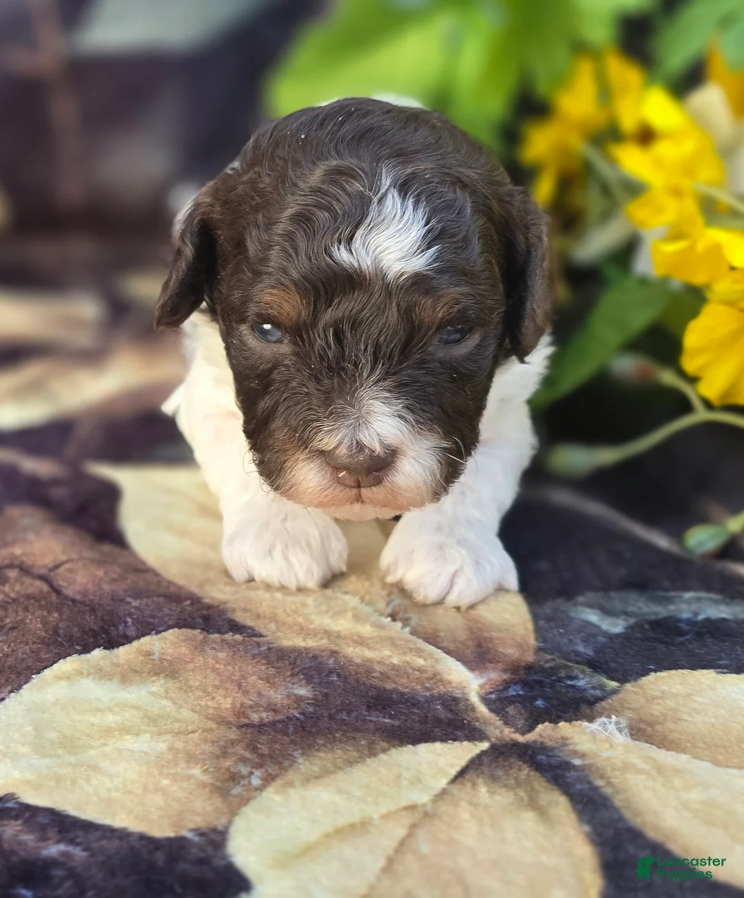 Havapoo dogs for sale: Biscotti  - Ad 2