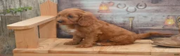 Cavapoo dogs for sale: Lakoda - Ad 5