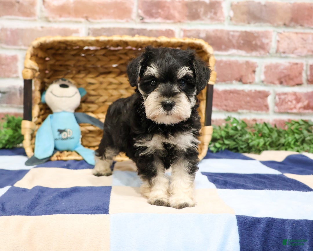 Miniature Schnauzer dogs for sale: Archie - Ad 2