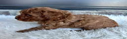 Toy Poodle dogs for sale: Skye - Ad 3