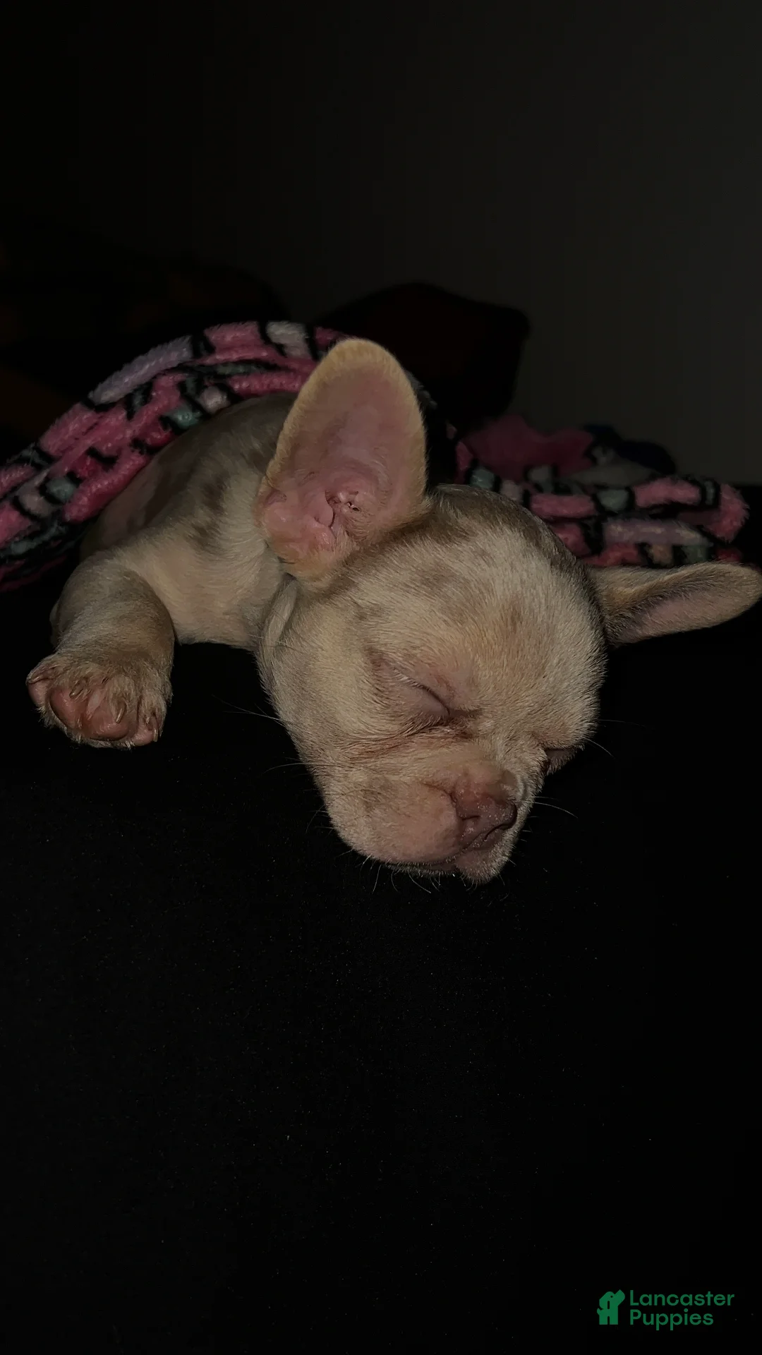 French Bulldog dogs for sale: French Bulldog Puppy 1 - Ad 9