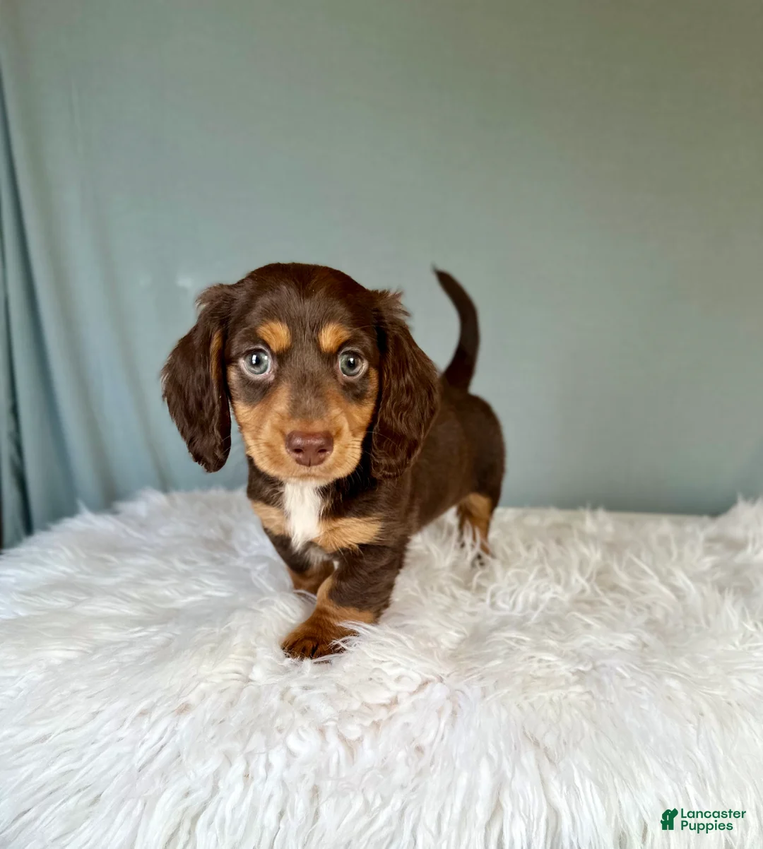 Miniature Dachshund dogs for sale: Myles - Ad 1