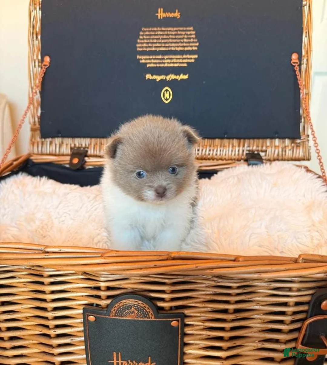Pomeranian dogs for sale: Tania  - Ad 1