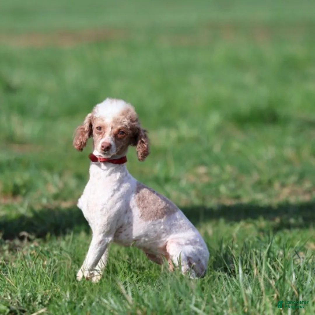 Toy Poodle dogs for sale: Ginger  - Ad 7